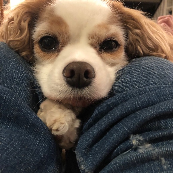 Meet your Posher, Nora-jean - Picture 1 of 1